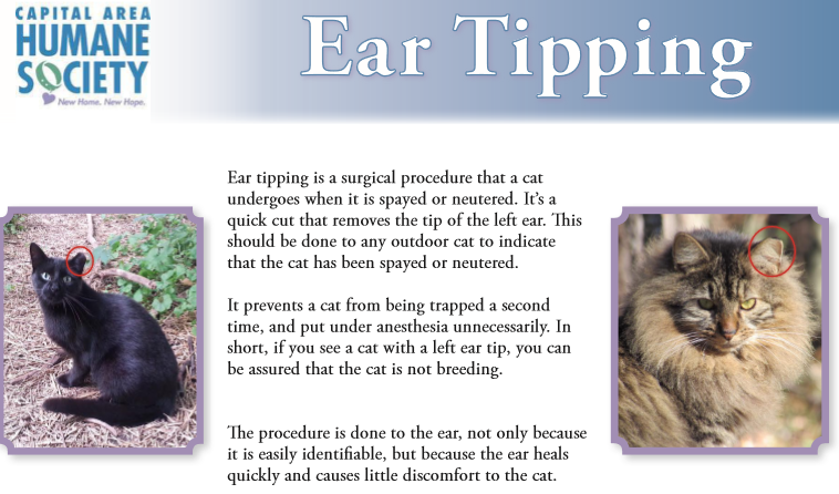 adopted a cat with a tipped ear