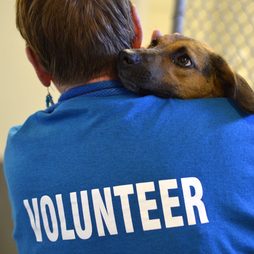 Volunteer Capital Area Humane Society Volunteer capital area humane society