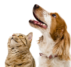 https://www.cahs-lansing.org/wp-content/uploads/2021/02/cats-and-dogs-png-12-300x284.png