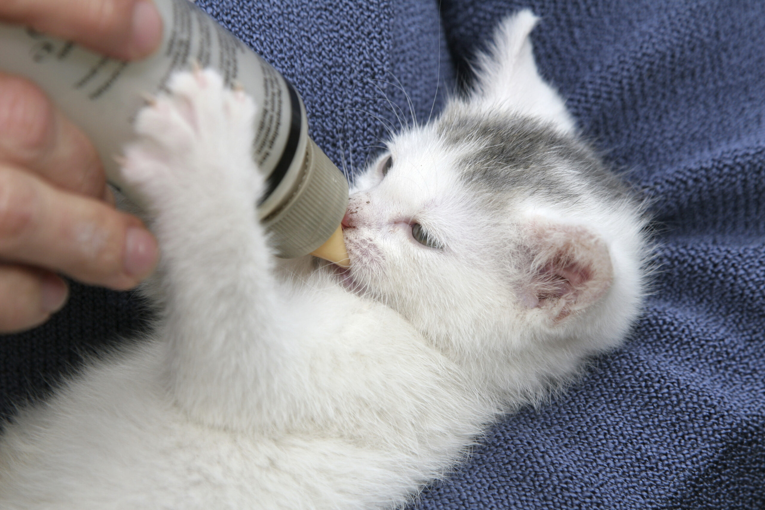 Small kitten enjoying her drink